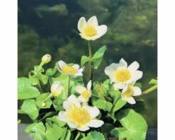Weiße Sumpfdotterblume FloraSelf Caltha Palustris 'Alba' H 10-40 Cm Co 0,6 L
