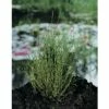 Schachtelhalm FloraSelf® Equisetum Scirpoides H 5-15 Cm Co 0,3 L -Florasellf Geschaft DV 8 1960141 01 4c DE 20190311164759