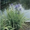 Siberische Schwertlilie FloraSelf Iris Sibirica H 10-70 Cm Co 0,6 L -Florasellf Geschaft DV 8 1960276 01 4c DE 20200221094750