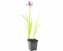 Siberische Schwertlilie FloraSelf Iris Sibirica H 10-70 Cm Co 0,6 L -Florasellf Geschaft DV 8 1960276 02 4c DE 20200221094750