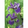 Sumpfiris FloraSelf Iris Versicolor Ø 9 Cm Topf -Florasellf Geschaft DV 8 1960298 01 4c DE 20150828101122