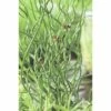 Korkenzieherbinze FloraSelf Juncus Effuses 'Spiralis' Ø 9 Cm Topf -Florasellf Geschaft DV 8 1960301 01 4c DE 20150828130647