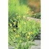 Brennender Hahnenfuß FloraSelf Ranunculus Flammula H 10-40 Cm Co 0,6 L -Florasellf Geschaft DV 8 1960516 01 4c DE 20220228134756