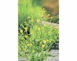 Brennender Hahnenfuß FloraSelf Ranunculus Flammula H 10-40 Cm Co 0,6 L
