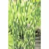 Zebra-Simse FloraSelf Scirpus Lacustris Subsp. Tabernaemontani 'Zebrinus' H 10-100 Cm Co 0,6 L -Florasellf Geschaft DV 8 1960572 01 4c DE 20191203094751