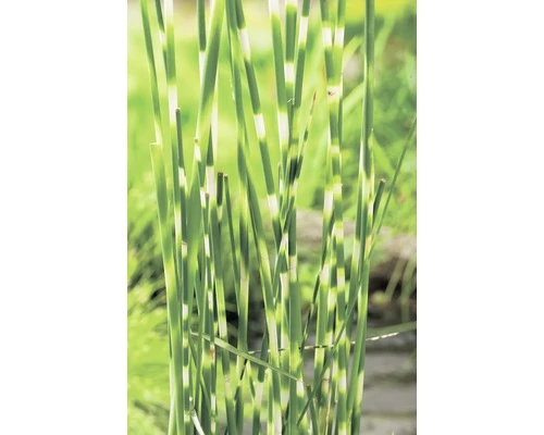Zebra-Simse FloraSelf Scirpus Lacustris Subsp. Tabernaemontani 'Zebrinus' H 10-100 Cm Co 0,6 L 3 Zebra-Simse FloraSelf Scirpus Lacustris Subsp. Tabernaemontani 'Zebrinus' H 10-100 Cm Co 0,6 L