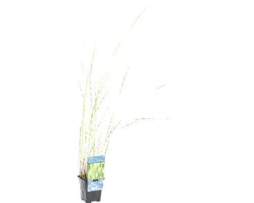 Zebra-Simse FloraSelf Scirpus Lacustris Subsp. Tabernaemontani 'Zebrinus' H 10-100 Cm Co 0,6 L 4 Zebra-Simse FloraSelf Scirpus Lacustris Subsp. Tabernaemontani 'Zebrinus' H 10-100 Cm Co 0,6 L – Bild 2