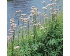 Duftende Teichpflanzen Set FloraSelf Für 500 L Teich 14 Duftende Teichpflanzen Set FloraSelf Für 500 L Teich -Florasellf Geschaft DV 8 1960652 01 4c DE 20220228121756