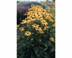 Sonnenhut FloraSelf Rudbeckia Fulgida 'Goldsturm' Co 3 L