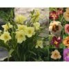 Taglilie FloraSelf Hemerocallis Hybride H 10-40 Cm Co 3 L -Florasellf Geschaft DV 8 1960856 01 4c DE 20210128124659