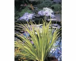 Zwergkalmus Gelbbunt FloraSelf Acorus Gramineus 'Ogon' Ø 9 Cm Topf