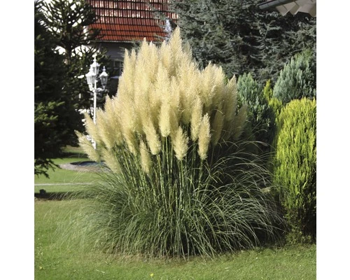 Kleines Pampasgras, Zwerg-Pampasgras FloraSelf Cortaderia Selloana 'Pumila' H 15-100 Cm Co 6 L 3 Kleines Pampasgras, Zwerg-Pampasgras FloraSelf Cortaderia Selloana 'Pumila' H 15-100 Cm Co 6 L