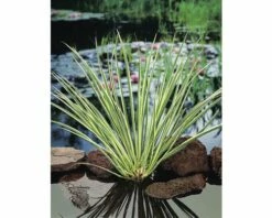 Duftende Teichpflanzen Set FloraSelf Für 500 L Teich 15 Duftende Teichpflanzen Set FloraSelf Für 500 L Teich -Florasellf Geschaft DV 8 1963048 04 4c DE 20220228161750