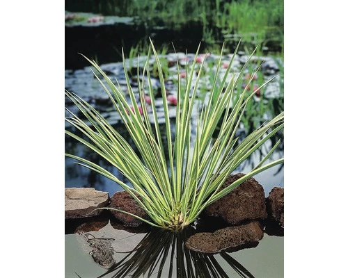 Duftende Teichpflanzen Set FloraSelf Für 500 L Teich 6 Duftende Teichpflanzen Set FloraSelf Für 500 L Teich – Bild 4