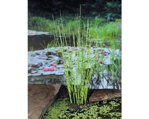Japanischer Schachtelhalm FloraSelf Equisetum Japonicum Ø 18 Cm Topf 4 Japanischer Schachtelhalm FloraSelf Equisetum Japonicum Ø 18 Cm Topf – Bild 2