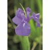 Sumpfiris FloraSelf Iris Laevigata H 15-25 Cm Co 0,3 L -Florasellf Geschaft DV 8 1964289 01 4c DE 20190311164759