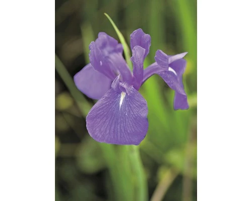 Sumpfiris FloraSelf Iris Laevigata H 15-25 Cm Co 0,3 L 3 Sumpfiris FloraSelf Iris Laevigata H 15-25 Cm Co 0,3 L