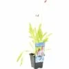 Orchideen-Primel FloraSelf Primula Vialii H 10-40 Cm Co 0,6 L