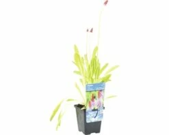 Orchideen-Primel FloraSelf Primula Vialii H 10-40 Cm Co 0,6 L