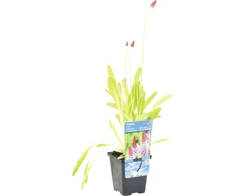 Orchideen-Primel FloraSelf Primula Vialii H 10-40 Cm Co 0,6 L 3 Orchideen-Primel FloraSelf Primula Vialii H 10-40 Cm Co 0,6 L