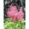 Prachtspiere FloraSelf Astilbe Arendsii Gem H 20-50 Cm Co 3 L 1 Prachtspiere FloraSelf Astilbe Arendsii Gem H 20-50 Cm Co 3 L -Florasellf Geschaft DV 8 1965851 01 4c DE 20190131121759