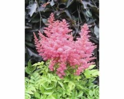 Prachtspiere FloraSelf Astilbe Arendsii Gem H 20-50 Cm Co 3 L