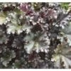 Purpurglöckchen FloraSelf Heuchera Sanguinea H 10-30 Cm Co 3 L -Florasellf Geschaft DV 8 1965884 01 4c DE 20190131121759