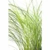 Feinhalm Chinaschilf FloraSelf Miscanthus Sinensis 'Gracillimus' H 20-100 Cm Co 6 L -Florasellf Geschaft DV 8 1969557 02 4c CH 20200527164654