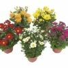 Chrysantheme FloraSelf Chrysanthemum Indicum Ø 9 Cm Topf -Florasellf Geschaft DV 8 1970327 08 20170703123331