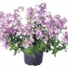 FloraSelf Elfenspiegel Nemesia Hybride Ø 10,5 Cm Topf -Florasellf Geschaft DV 8 1970883 01 4c CH 20160416193822