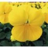 Hornveilchen FloraSelf Viola Cornuta Ø 10 Cm Topf 10 Stk -Florasellf Geschaft DV 8 1971535 01 4c CH 20201016101650
