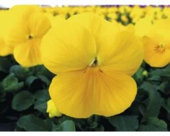 Hornveilchen FloraSelf Viola Cornuta Ø 10 Cm Topf 10 Stk