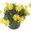FloraSelf Gelbe Strauchmagerite Euryops Chrysanthemoides Ø 11 Cm Topf