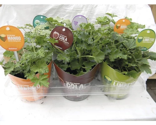 Duft-Geranie FloraSelf Pelargonium Graveolens Ø 12 Cm Topf 3 Duft-Geranie FloraSelf Pelargonium Graveolens Ø 12 Cm Topf