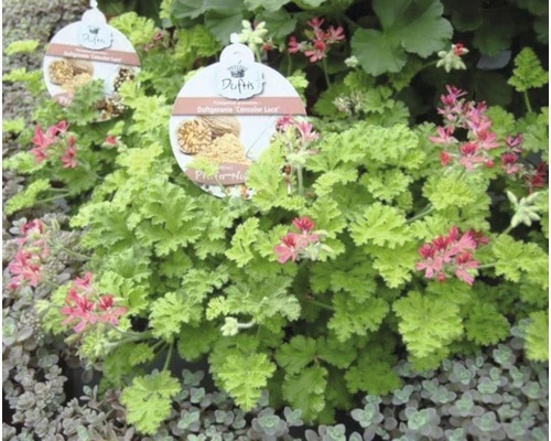 Duft-Geranie FloraSelf Pelargonium Graveolens Ø 12 Cm Topf 4 Duft-Geranie FloraSelf Pelargonium Graveolens Ø 12 Cm Topf – Bild 2