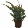 Teppichwacholder FloraSelf Juniperus Squamata 'Meyeri' H 20-30 Cm Co 2 L -Florasellf Geschaft DV 8 1981084 02 4c DE 20190211084417