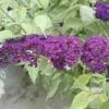 Sommerflieder, Schmetterlingsflieder FloraSelf Buddleja Davidii H 60-80 Cm Co 3 L Rot -Florasellf Geschaft DV 8 1984936 01 4c DE 20150519101259