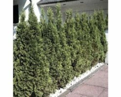 FloraSelf Lebensbaum Thuja Occidentalis 'Smaragd' H 30-40 Cm Co 2 L -Florasellf Geschaft DV 8 1996390 Simmung01 20230414131653