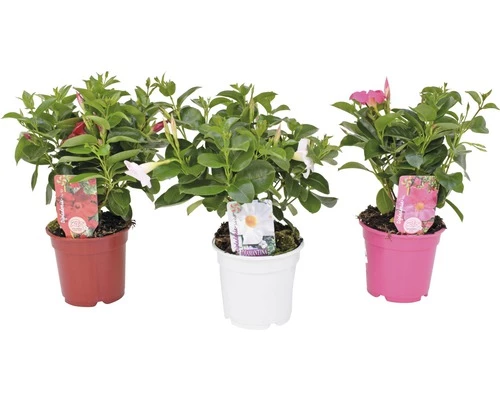 Trichterblüte FloraSelf Dipladenia Mandevilla Ø 14 Cm Topf 3 Trichterblüte FloraSelf Dipladenia Mandevilla Ø 14 Cm Topf