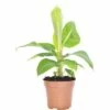 Zierbanane FloraSelf Musa Bananarama H 25-35 Cm Ø 12 Cm Topf -Florasellf Geschaft DV 8 2313544 01 4c DE 20180525064842