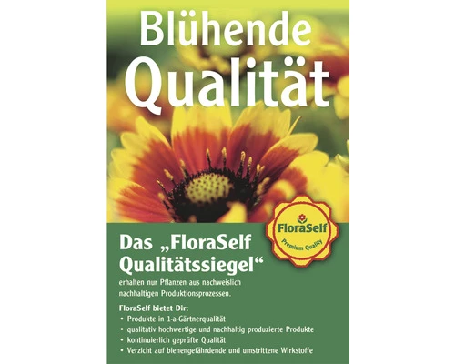 Tillandsie, Louisianamoos Ampel FloraSelf Tillandsia Usneoides FloraSelf H 30-50 Cm 9 Tillandsie, Louisianamoos Ampel FloraSelf Tillandsia Usneoides FloraSelf H 30-50 Cm – Bild 7