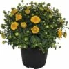 Chrysantheme FloraSelf Chrysanthemum Indicum H 30-40 Cm Ø 17 Cm Topf Zufällige Sortenauswahl 2 Chrysantheme FloraSelf Chrysanthemum Indicum H 30-40 Cm Ø 17 Cm Topf Zufällige Sortenauswahl -Florasellf Geschaft DV 8 3109124 01 4c DE 20180824134754