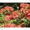 FloraSelf Duftazalee Sommergrüne Azale Rhododendron Luteum H 30-40 Cm Co 5 L Rot