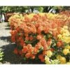 Duftazalee FloraSelf Rhododendron Luteum H 30-40 Cm Co 5 L Orange, Laubabwerfende Azalee 1 Duftazalee FloraSelf Rhododendron Luteum H 30-40 Cm Co 5 L Orange, Laubabwerfende Azalee -Florasellf Geschaft DV 8 3499205 01 4c DE 20140215145451