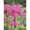 FloraSelf Duftazalee Sommergrüne Azale Rhododendron Luteum H 30-40 Cm Co 5 L Rosa