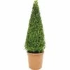 Buchsbaum-Pyramide FloraSelf Buxus Sempervirens H 70-75 Cm Co 7,5 L 1 Buchsbaum-Pyramide FloraSelf Buxus Sempervirens H 70-75 Cm Co 7,5 L -Florasellf Geschaft DV 8 3546541 01 4c DE 20160213184024