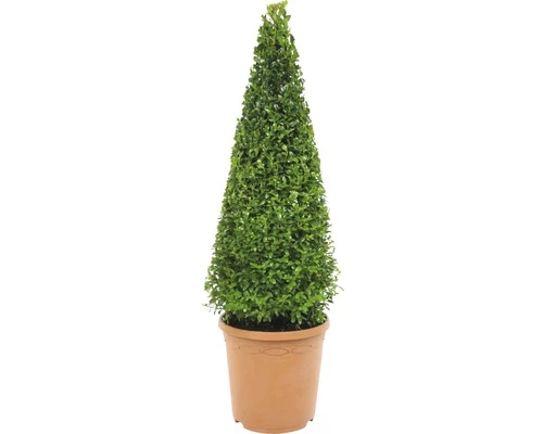 Buchsbaum-Pyramide FloraSelf Buxus Sempervirens H 70-75 Cm Co 7,5 L 3 Buchsbaum-Pyramide FloraSelf Buxus Sempervirens H 70-75 Cm Co 7,5 L