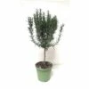 Rosmarin-Stamm FloraSelf Rosmarinus Officinalis Ø 14 Cm Topf -Florasellf Geschaft DV 8 3546778 04 4c CH 20181005141755