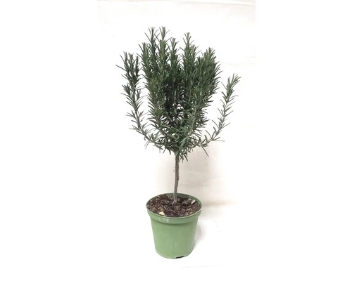 Rosmarin-Stamm FloraSelf Rosmarinus Officinalis Ø 14 Cm Topf 3 Rosmarin-Stamm FloraSelf Rosmarinus Officinalis Ø 14 Cm Topf