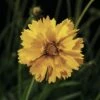 Mädchenauge FloraSelf Coreopsis Grandiflora Co 3 L -Florasellf Geschaft DV 8 3661867 02 4c CH 20170718045258